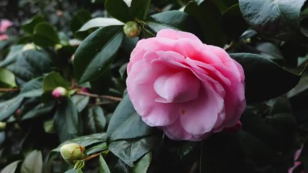Close Japanese Camellia Blossom — Stock Video