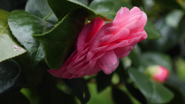 Цвіт Японської Камелії — стокове відео