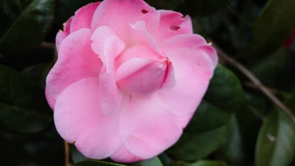 Close Japansk Camellia Blomstre – Stock-video