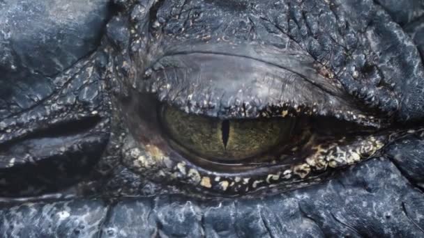 Großaufnahme Eines Großen Krokodilauges — Stockvideo