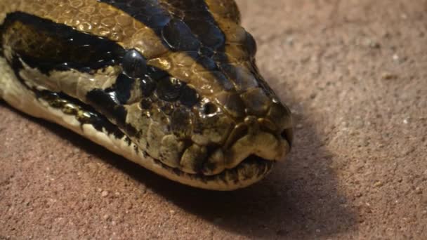 Närbild Boa Constrictor Huvudet Långsamt Rör Sig Till Höger Med — Stockvideo