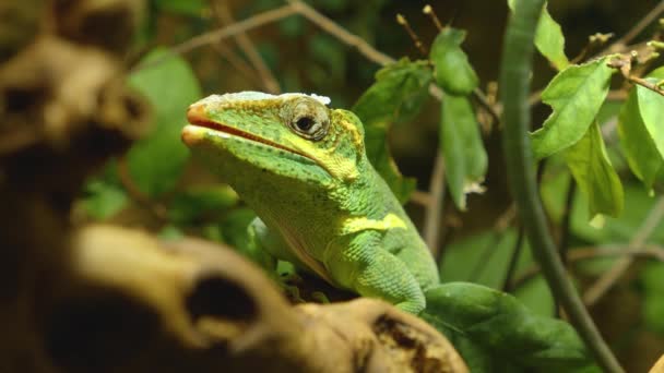 Lagarto Verde Una Rama Abriendo Boca Girando Derecha — Vídeo de stock