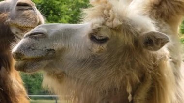 Deveyi kapat, dromedary.