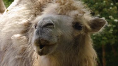 Deveyi kapat, dromedary.