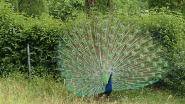 Erkek tavus kuşuna yaklaş