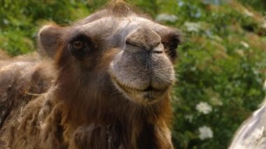 Deveyi kapat, dromedary.