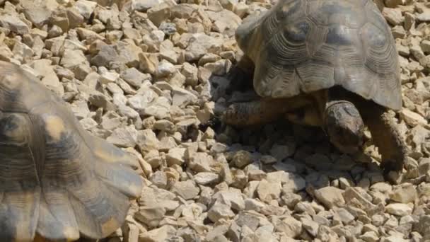 Primo Piano Della Tartaruga Che Cammina Veloce Sulle Rocce — Video Stock