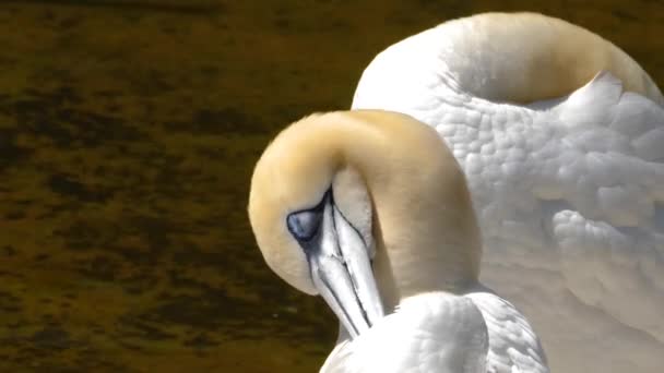 Gannet Aus Nächster Nähe — Stockvideo