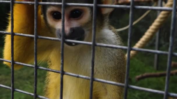 Close Squirrel Monkey — Stock Video