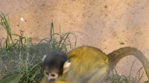Sincap Maymunu Yaklaş — Stok video