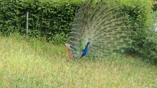 Primer Plano Del Pavo Real Macho — Vídeos de Stock