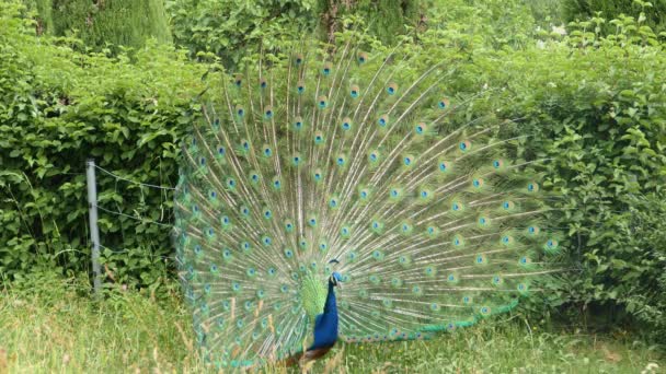 Gros plan de paon mâle