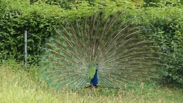 Close Male Peacock — Stock Video