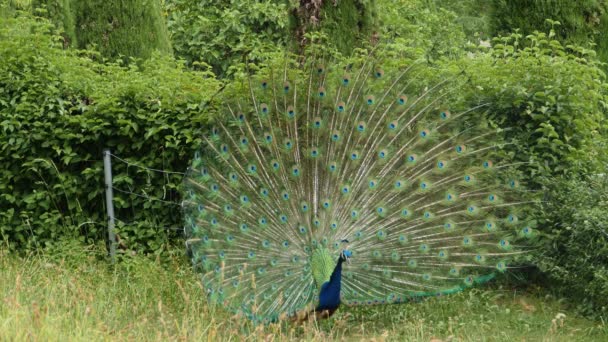 Gros plan de paon mâle