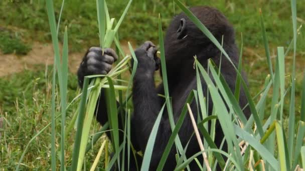 Närbild Unga Gorilla — Stockvideo