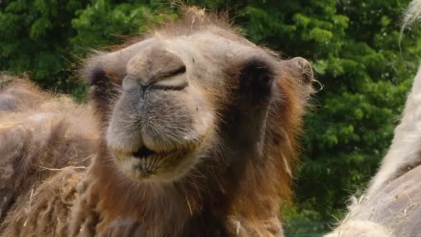 Primer Plano Camello Dromedario — Vídeos de Stock