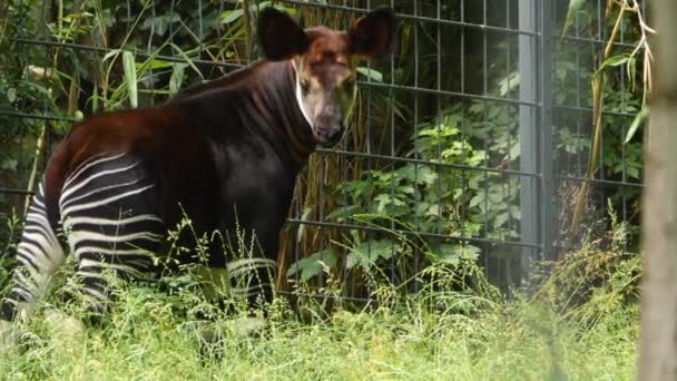 Sluiten Van Okapi Jong — Stockvideo