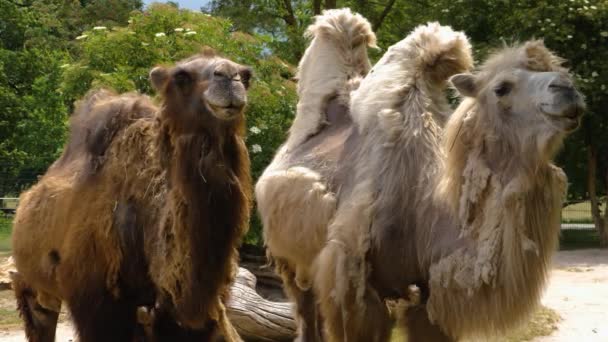 Κοντινό Πλάνο Καμήλας Δρομέας — Αρχείο Βίντεο