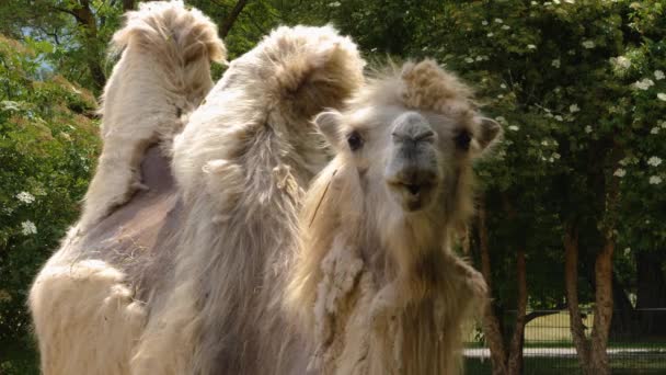 Close Camel Dromedary — Stock Video