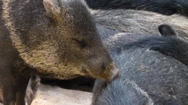 Siyah bir domuzu yakından çek.