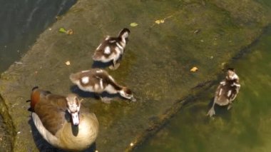 Genç Mısırlı kazların yetişkin kazlarla suda oynamalarına yakın çekim.