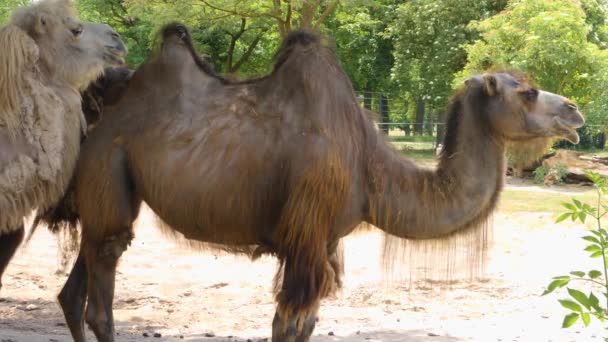 Close Camel Dromedary — Stock Video