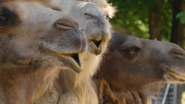 Закрыть Верблюда Дромдари — стоковое видео