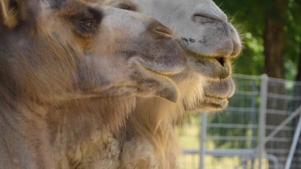 Close Camel Dromedary — Stock Video