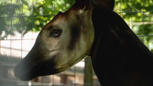 Gros plan de okapi.
