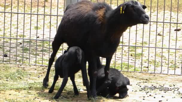 Primer Plano Dos Cabras Jóvenes Madre — Vídeo de stock