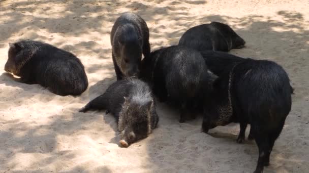 Gros Plan Cochon Pécuniaire Noir — Video