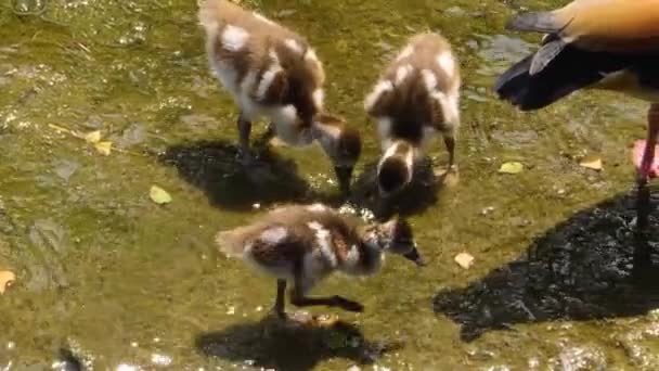 Κοντινό Πλάνο Της Νεαρής Αιγυπτιακής Geese — Αρχείο Βίντεο