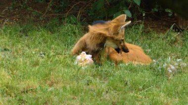 Yele Wolf 'a yaklaş.