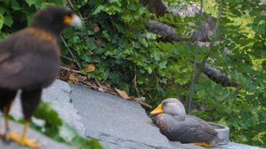 Falkland Caracara Şahininin yakınında.