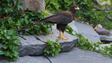 Falkland Caracara Şahininin yakınında.
