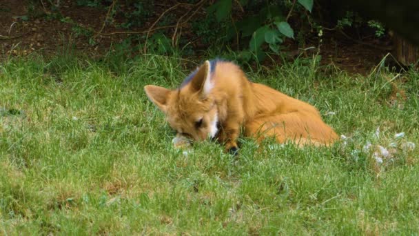 Mähnenwolf Aus Nächster Nähe — Stockvideo