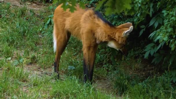 Mähnenwolf Aus Nächster Nähe — Stockvideo