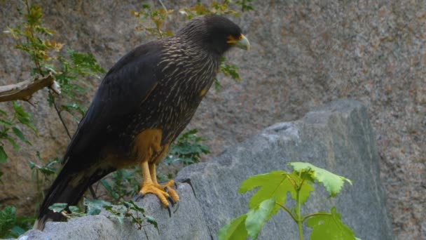 Dekat Dari Falkland Elang Caracara — Stok Video