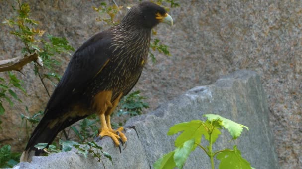 Dekat Dari Falkland Elang Caracara — Stok Video