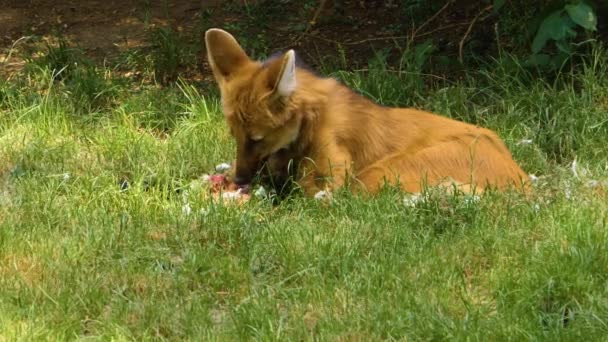 Mähnenwolf Aus Nächster Nähe — Stockvideo