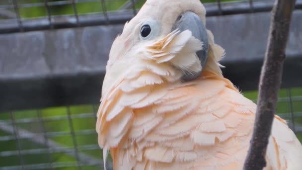 Κοντινό Πλάνο Του Παπαγάλου Κεφάλι Πουλιού — Αρχείο Βίντεο