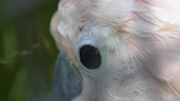 Close Cockatoo Bird Eye — Stock Video