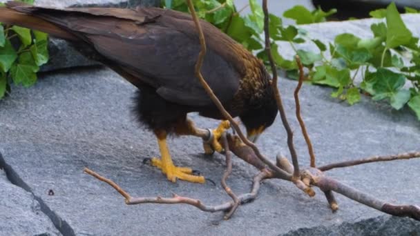 Close Falkland Caracara Falcão — Vídeo de Stock