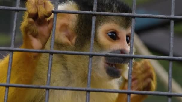 Κοντινό Πλάνο Της Μαϊμούς Σκίουρος — Αρχείο Βίντεο