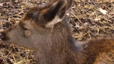  Kızıl geyiğe yaklaş.