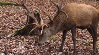  Kızıl geyiğe yaklaş.
