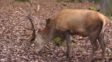  Kızıl geyiğe yaklaş.