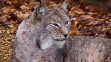 Vaşak kedisini kapatın.