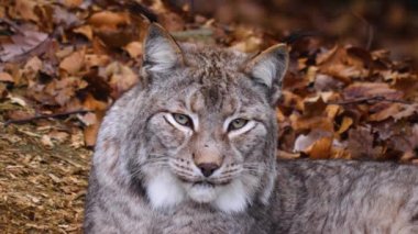 Vaşak kedisini kapatın.