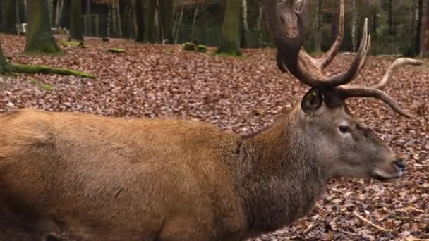 Gros Plan Sur Cerf Rouge — Video